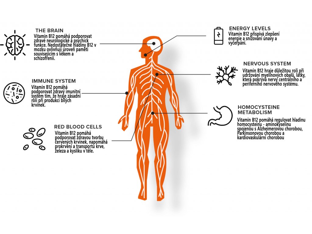 Proč je vitamín B12 důležitý pro vegany a vegetariány (2)